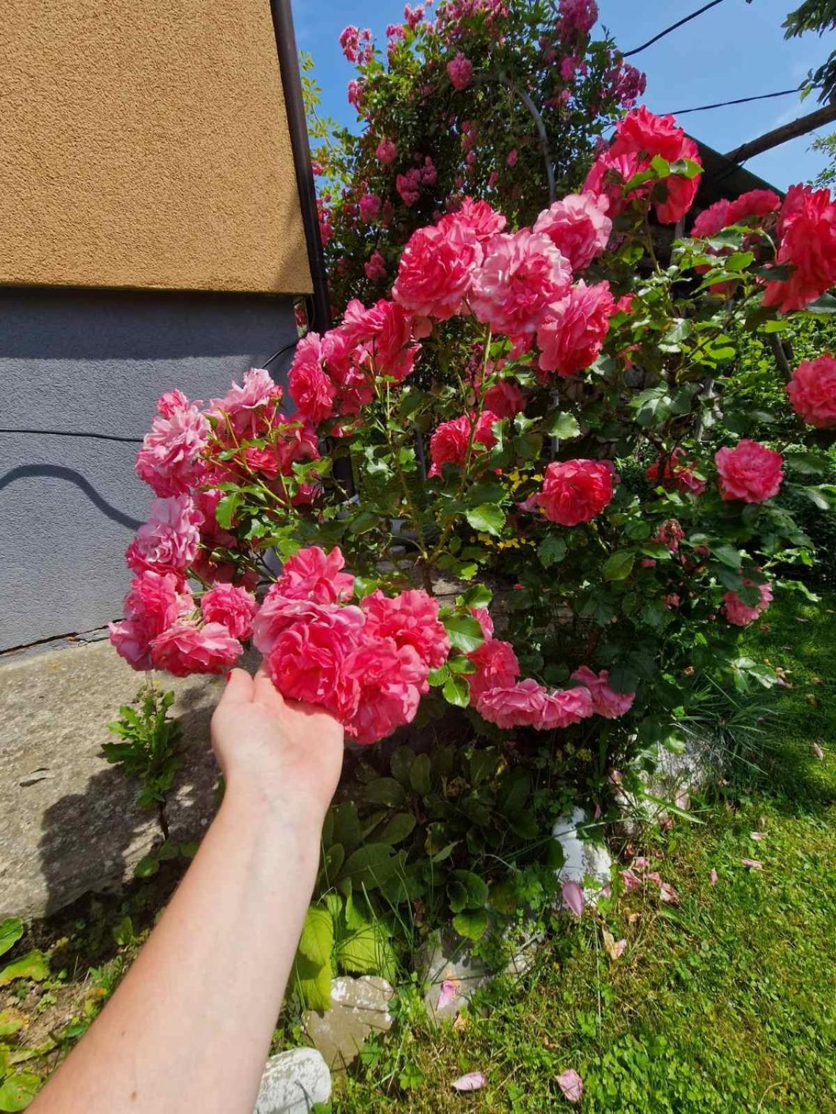 У Дядька Guest House Pilipets Eksteriør bilde